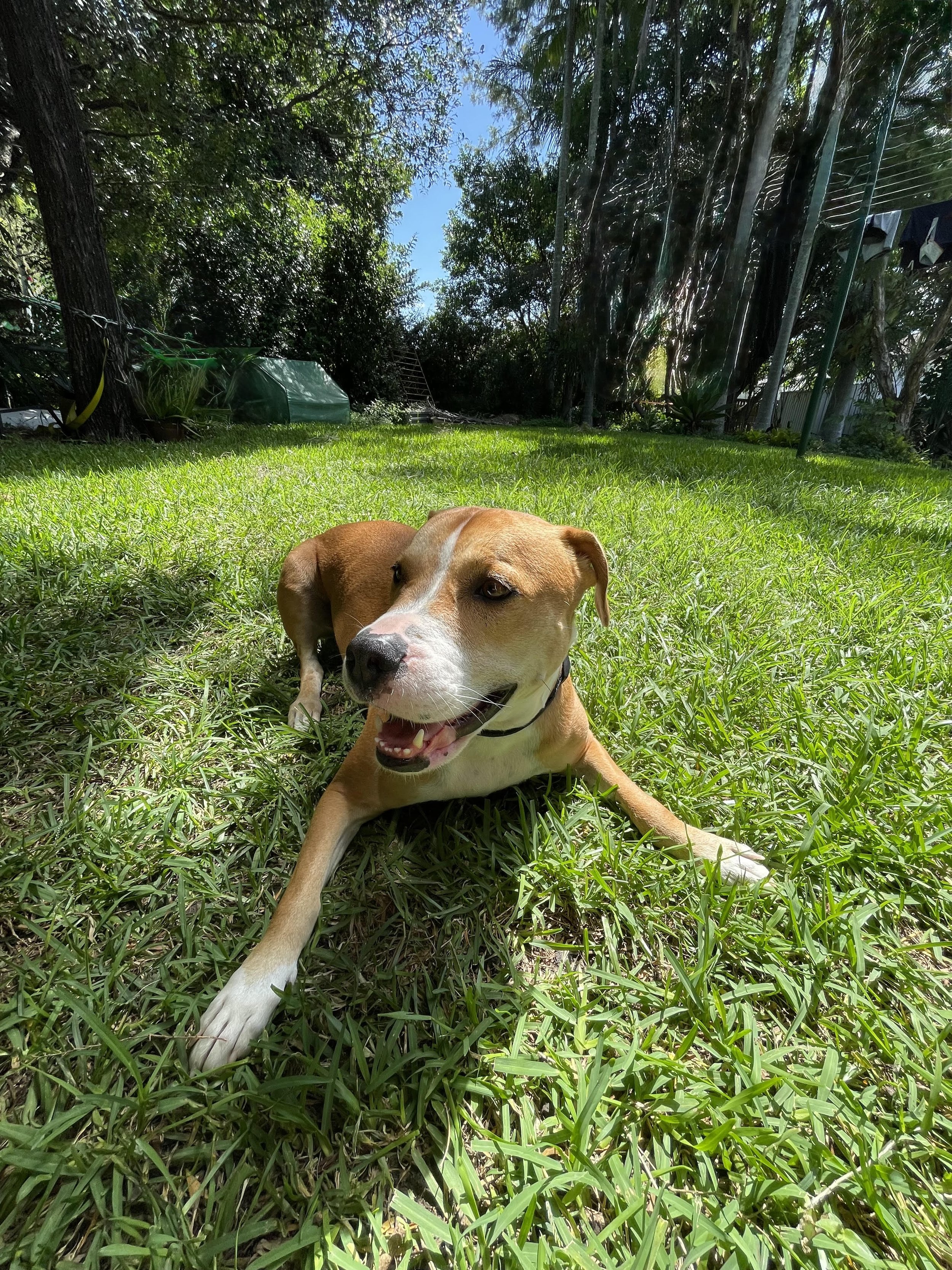Astro, Prism’s four-legged Chief Morale Officer